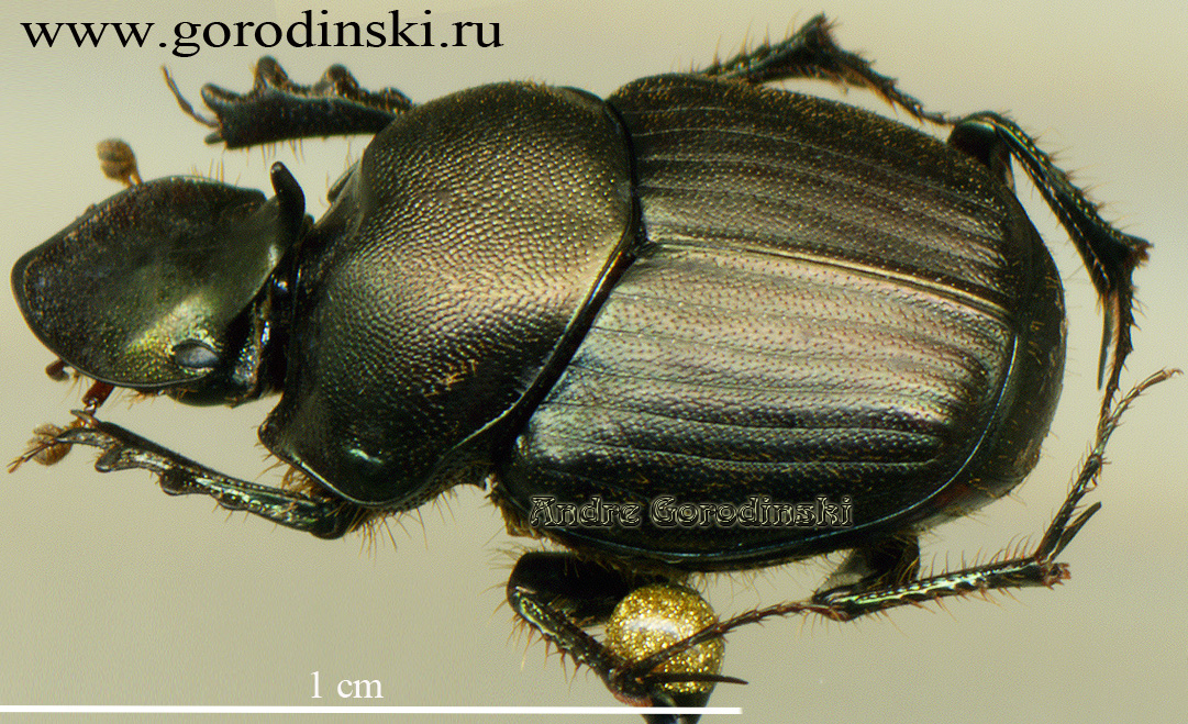 copr/Onthophagus griseosetosus.jpg